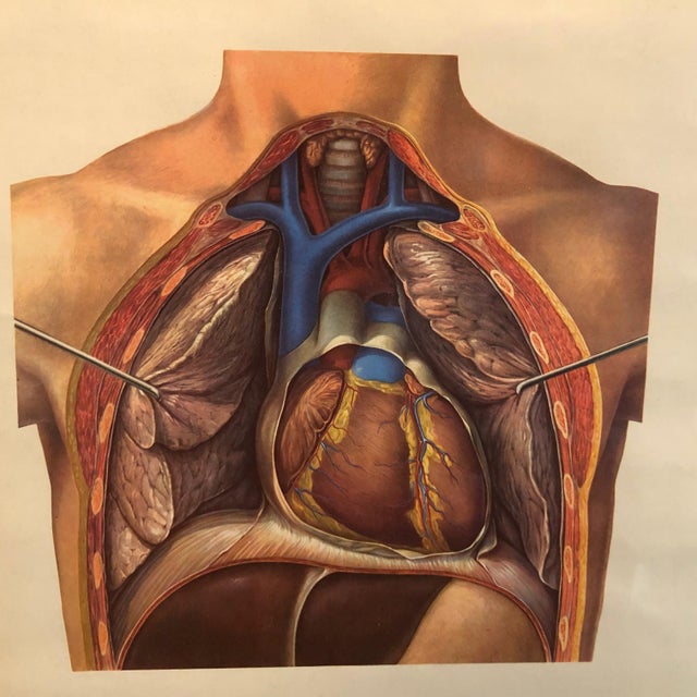 Industrial Mid 20th Century German Educational Heart Anatomy Rollup Chart For Sale - Image 3 of 12
