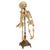 Antique 19thC Anatomical Conjoined Syncephalus Twins Skeleton Medical Model 1860 For Sale - Image 9 of 17