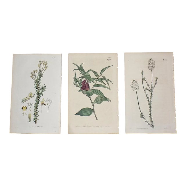 Antique Early 19th Century Hand Colored Copperplate Botanical Engravings - Set of 3 For Sale