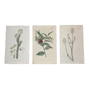 Antique Early 19th Century Hand Colored Copperplate Botanical Engravings - Set of 3