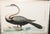 Wood Original 1790s Pair Frederick Polydore Nodder Hand Colored Engravings of Birds Laid & Wove Paper For Sale - Image 7 of 12