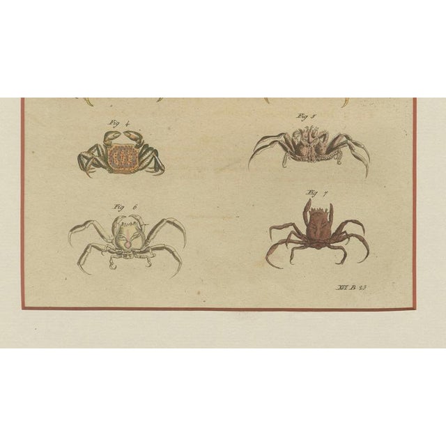 Bertuch, Exotic Crabs & Fiddler Crab, 1813, Engraving For Sale - Image 6 of 9