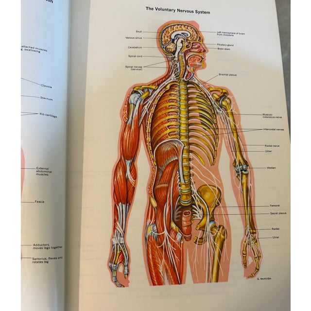 1960s Vintage Illustrated Medical & Health Medical Books by Fishbein, Decorative 1956-66 Vol 1-8 For Sale - Image 5 of 6