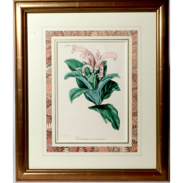 Green Antique Botanical Print of the "Surinam Centropogon" by Sir Joseph Paxton For Sale - Image 8 of 8