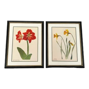Framed Vintage Botanical- Paris Prints Authentic 1946