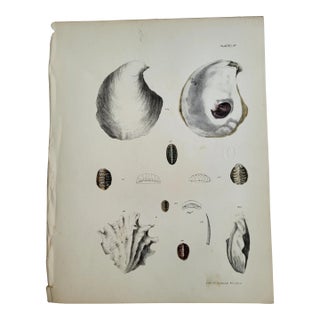 Antique Hand Colored Seashell Lithograph by Lith of Endicott, New York For Sale