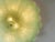 Mid-Century Modern Venetian Green “Leafs” Murano Glass Flush Mount For Sale - Image 6 of 7