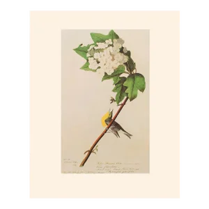 Yellow-Throated Vireo After Audubon, 1966 American Classical Print