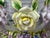 19th Century Antique 19th Century German Figural Porcelain Putti Basket or Jardiniere with Hand-Applied Flowers from Greiner & Sohne Rauenstein For Sale - Image 5 of 18