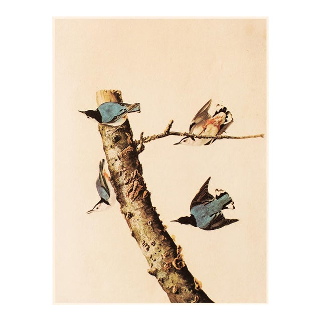 1966 Vintage Cottage Print "White-Breasted Nuthatch" After John James Audubon For Sale