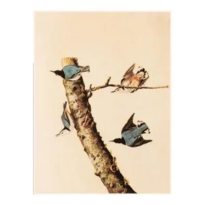 1966 Vintage Cottage Print "White-Breasted Nuthatch" After John James Audubon