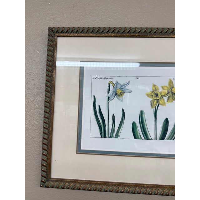 Gold Daffodil Botanical Art Print, Framed For Sale - Image 8 of 12