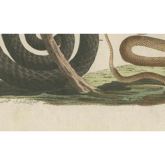 19th Century Bertuch, Black Snake with Hummingbird, 1805, Print For Sale - Image 5 of 12