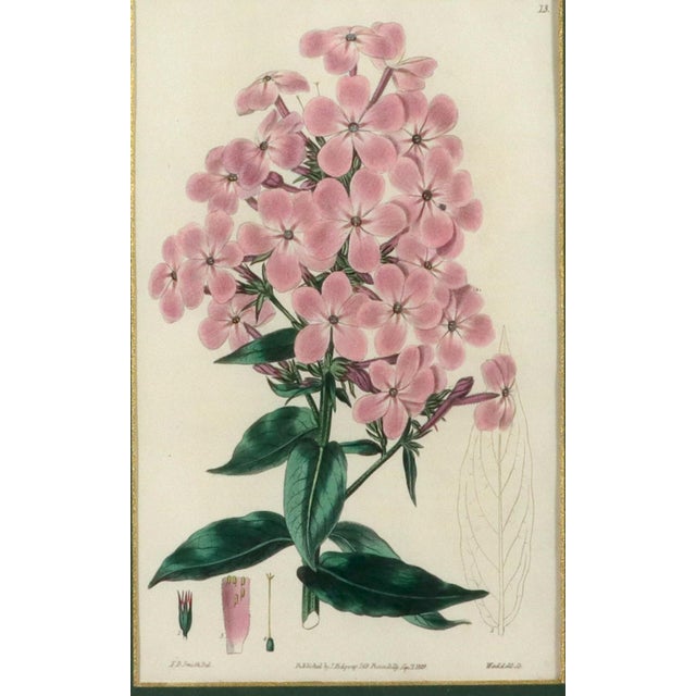 Botanical Brilliance: Edward Dalton Smith’s Copperplate Engravings 1829 This exquisite pair of hand-colored copperplate...