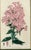 Botanical Brilliance: Edward Dalton Smith’s Copperplate Engravings 1829 This exquisite pair of hand-colored copperplate...