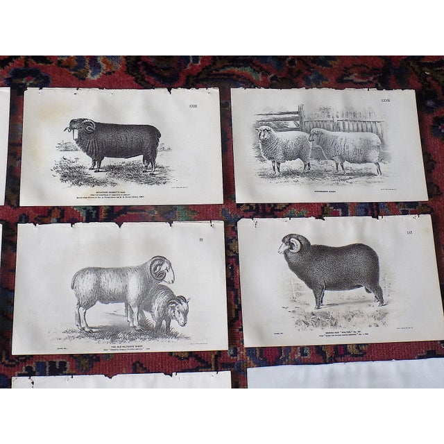 Realism Antique 19th Century Sheep Lithographs - Set of 12 For Sale - Image 3 of 6