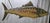 Early 21st Century Six Foot Carved Fish Trade Sign For Sale - Image 5 of 12