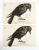 Pair of vintage New Trenton paper targets of a crow or raven. Great graphics, manufactured in Cincinnati Ohio, circa...