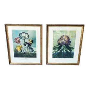 Vintage Set of Two Dr Robert John Thornton Botanical Prints, the Tulips & the Pontic Rhododendron