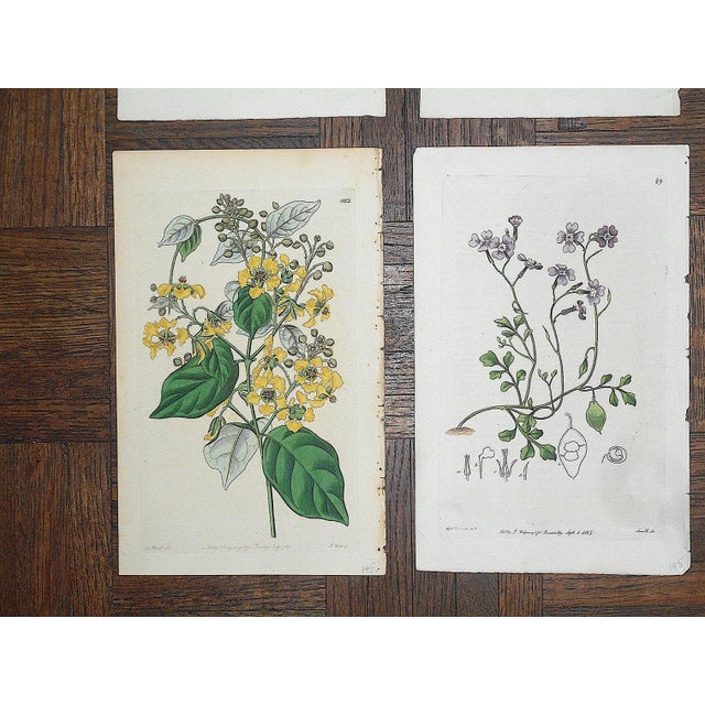 Antique 19th Century Botanical Engravings-Hand Color-Set of 12 For Sale - Image 4 of 7