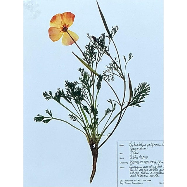 Wood Vintage Botanical Herbarium Prints in Wood Frames - Set of 4 For Sale - Image 7 of 13