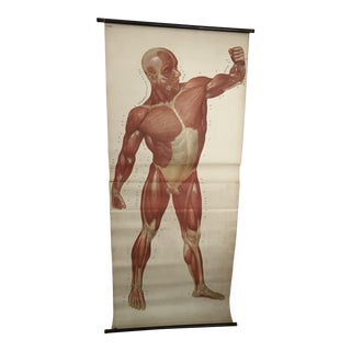 Human Muscle Chart For Sale