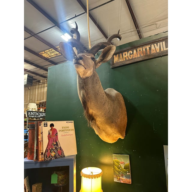 African 1970s Large Taxidermy Kudu Head With Curved Horns For Sale - Image 3 of 8