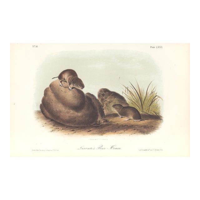 1851 Audubon Quadruped Octavo Lithograph "Plate 80 Leconte's Pine Mouse" For Sale