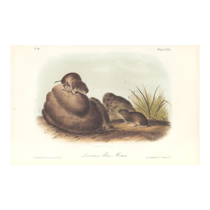 1851 Audubon Quadruped Octavo Lithograph "Plate 80 Leconte's Pine Mouse"