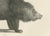 19th-century lithograph of a raccoon and bear – stunning natural history print this finely executed 19th-century...