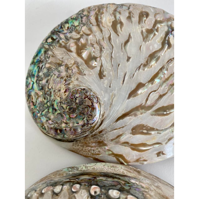Late 20th Century Rare Polished Pale Pink Abalone Shell For Sale - Image 5 of 7