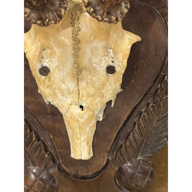 Antique Black Forest Roe Deer Trophy Antler Mount - (#3 of 3 Individual Mounts Listed) For Sale - Image 9 of 12
