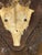 Antique Black Forest Roe Deer Trophy Antler Mount - (#3 of 3 Individual Mounts Listed) For Sale - Image 9 of 12