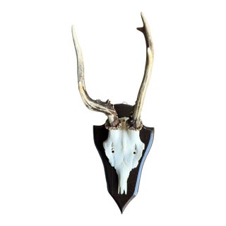 Roe Deer Trophy 138 Black Forest Antlers Abnormal For Sale