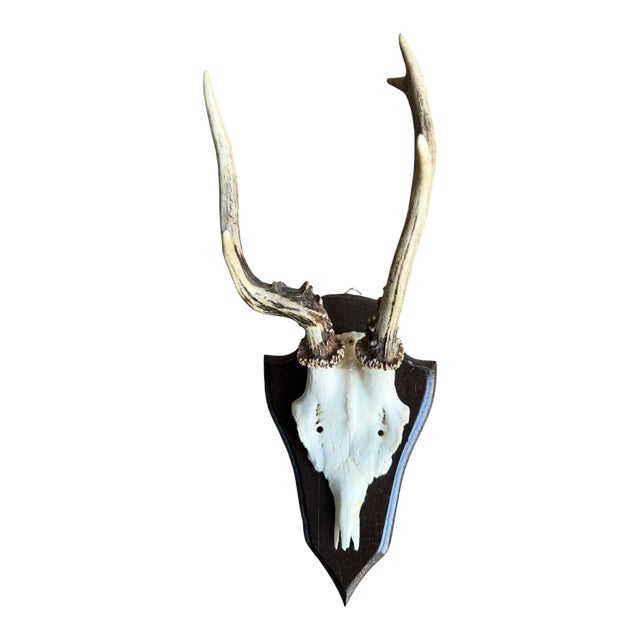 Roe Deer Trophy 138 Black Forest Antlers Abnormal For Sale