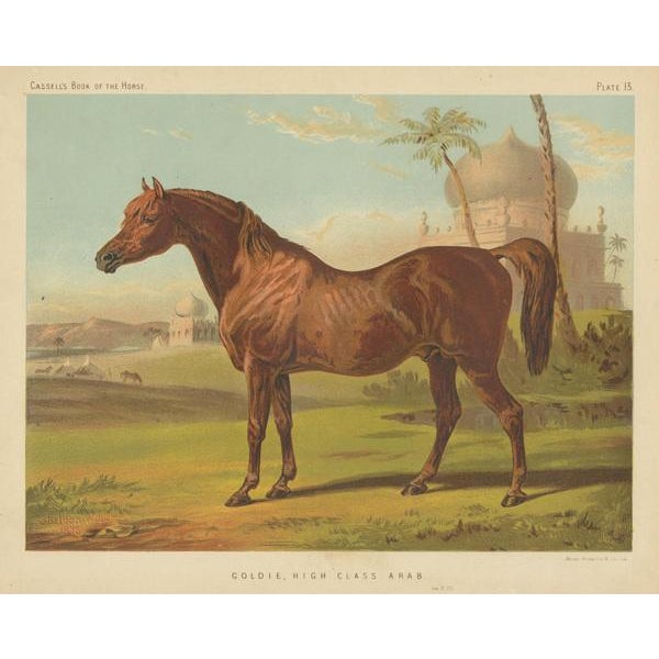High Class Arab Horse, Paper For Sale - Image 3 of 6