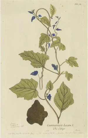 Plenck, Convolvulus Jalapa, Medicinal Plants, 1788, Engraving