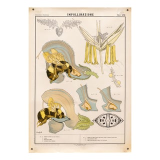 Educational Poster Depicting Pollination from G.B. Paravia Torino, 1957 For Sale