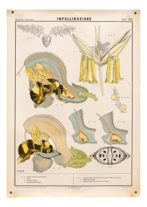 Educational Poster Depicting Pollination from G.B. Paravia Torino, 1957