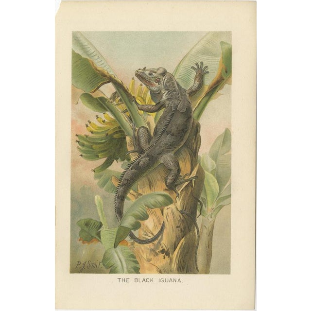 P. J. Smit, The Black Iguana on Banana Tree, 1895, Color Lithograph For Sale - Image 3 of 9