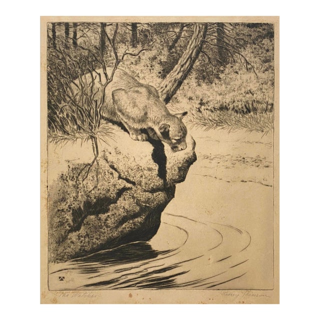 1920s Rodney Thomson Puma Wildlife Etching For Sale