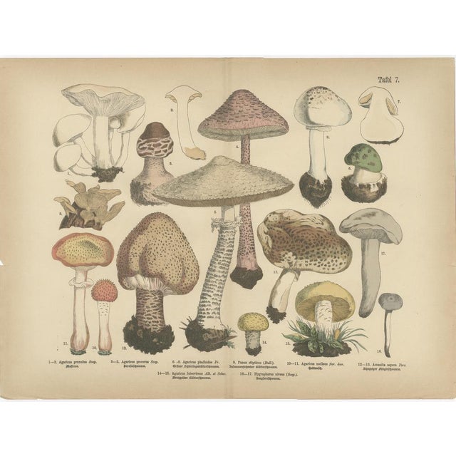 Parasol & Boletes Mushrooms – Antique Botanical Lithograph Set, 1885 This attractive two-plate set of large-format...