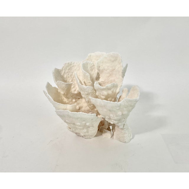 Natural Cup Coral Specimen For Sale - Image 4 of 8