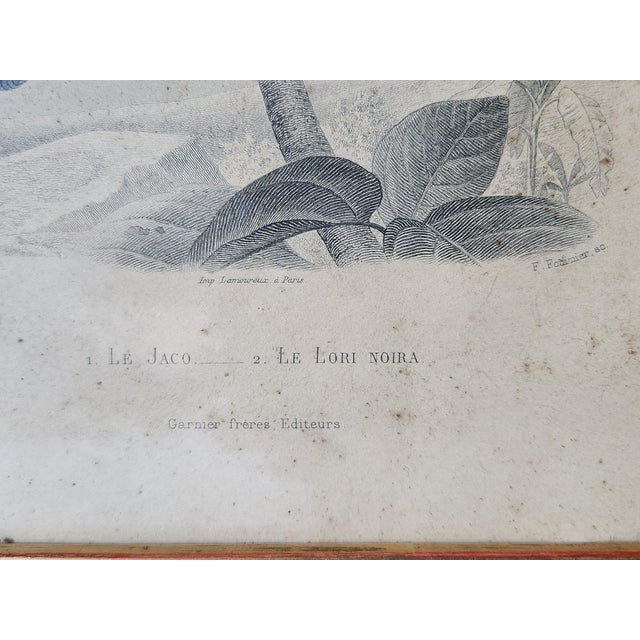 Buffon, Animal Composition, 1853, Pigment Prints, Framed, Set of 2 For Sale - Image 5 of 18