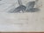 Buffon, Animal Composition, 1853, Pigment Prints, Framed, Set of 2 For Sale - Image 5 of 18