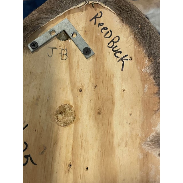 Late 20th Century Reedbuck Shoulder Mount Taxidermy Hunting Trophy For Sale - Image 9 of 12