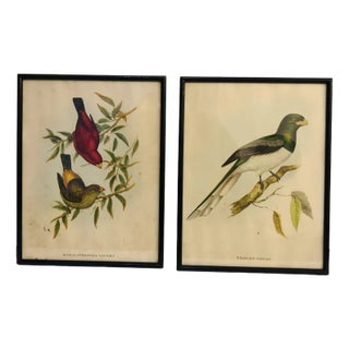 John Gould, Birds of Australia, 1800s, Lithograph, Framed For Sale