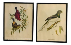 John Gould, Birds of Australia, 1800s, Lithograph, Framed