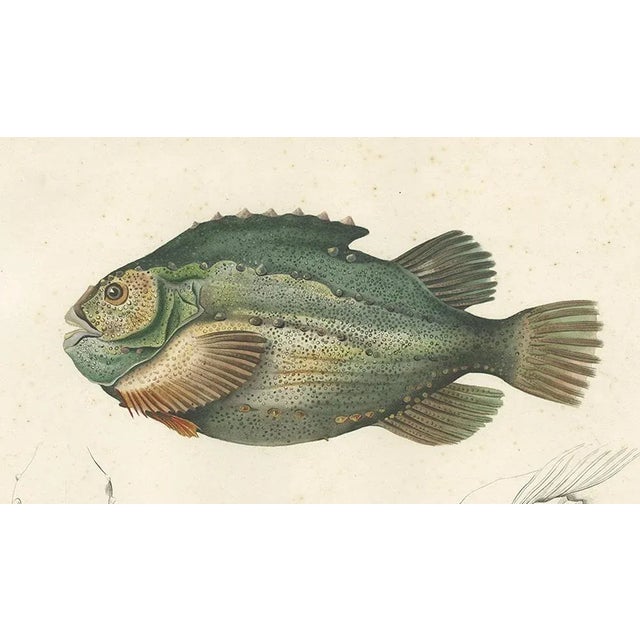 Mid 19th Century Lumpsucker or Lumpfis, 1845, Lithograph on Paper For Sale - Image 5 of 10