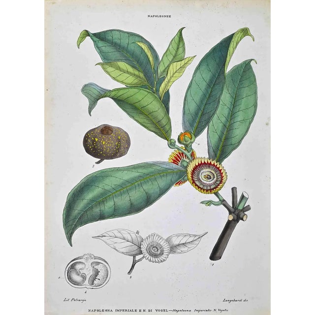 Vincenzo Tenore, The Napoleonee, Lithograph, 1870s For Sale